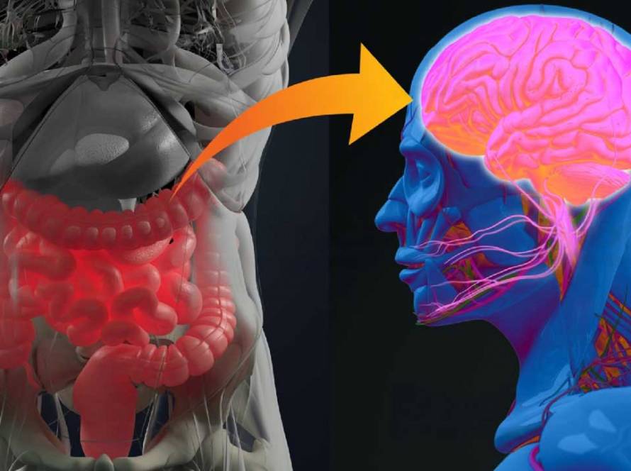 Anxiety and Digestion